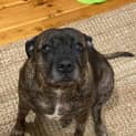 Photo of Roxie 