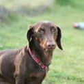 Photo of Dexter