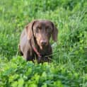 Photo of Dexter