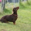 Photo of Dexter