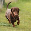 Photo of Dexter