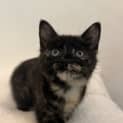 Photo of Twinkie