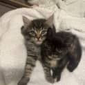 Photo of Twinkie