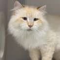 Photo of Marshmallow