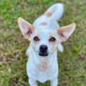 Photo of Chip