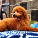 Photo of Jade