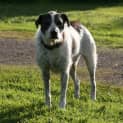 Photo of Neville 