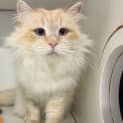 Photo of Marshmallow