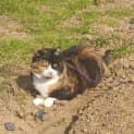 Photo of Shelby