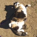 Photo of Shelby