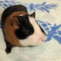 Photo of Lardon