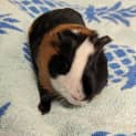 Photo of Lardon