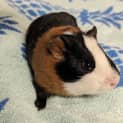 Photo of Lardon