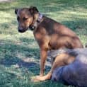 Photo of Rosie