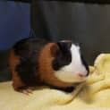 Photo of Lardon
