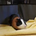 Photo of Lardon