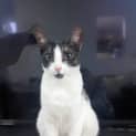 Photo of Dotti