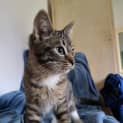 Photo of Maurice