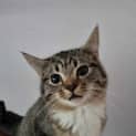 Photo of Maurice