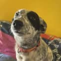 Photo of Tilly