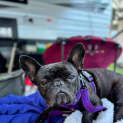 Photo of Coco   2 Year Old French Bulldog (Hold)