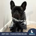 Photo of Coco   2 Year Old French Bulldog (Hold)