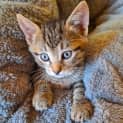 Photo of Fozzie