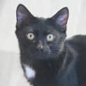 Photo of Tadpole