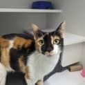 Photo of Hattie