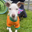 Photo of Peaches