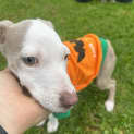 Photo of Peaches