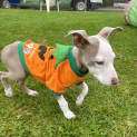 Photo of Peaches