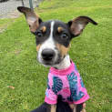 Photo of Nala