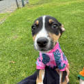 Photo of Nala