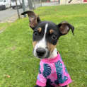 Photo of Nala