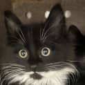Photo of Tom Selleck