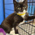 Photo of Basil