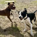 Photo of Milo & Oreo 2 Year Old Staffies (Trial)