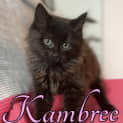 Photo of Kambree
