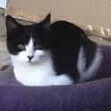 Photo of Nigel