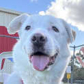 Photo of Lucky