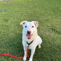Photo of Lucky