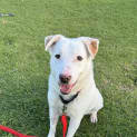Photo of Lucky