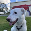 Photo of Lucky
