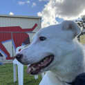 Photo of Lucky