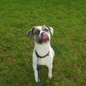 Photo of Sage