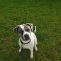 Photo of Sage