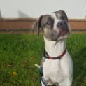 Photo of Sage