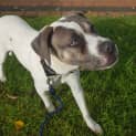 Photo of Sage