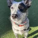 Photo of Tilly